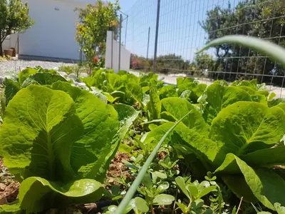 a field of lettuce in a garden at Terra Falasarna in Falasarna