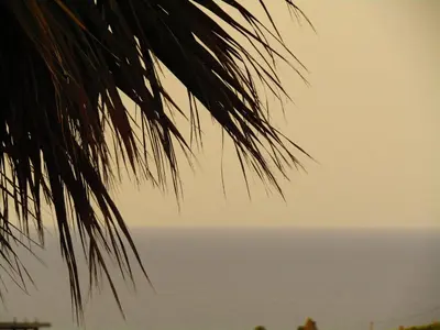 a view of the ocean from a palm tree at Aristos Apartments & Suites in Stalos