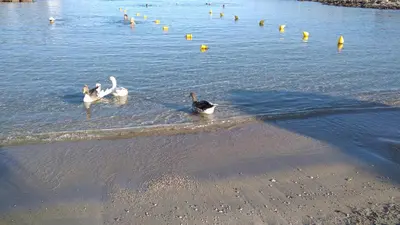 two swans swimming in the water on the beach at Maria & Manos Guest House, Agios Onoufrios beach in Agios Onoufrios