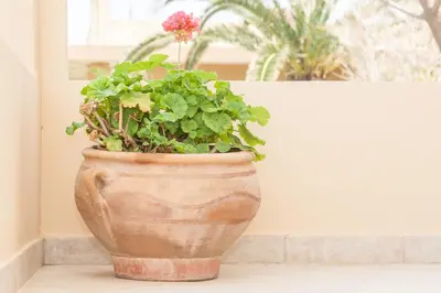 a pot with a flower in it sitting next to a wall at Argo Apartments in Kato Daratso