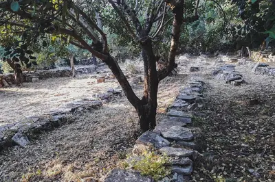 a tree sitting next to a stone wall at Lemon Tree Eco-Retreat in Gavalochori