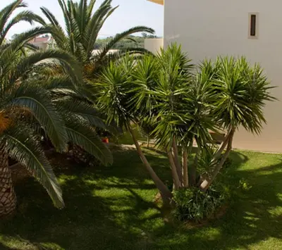 a group of palm trees in a yard at Olga Suites in Maleme