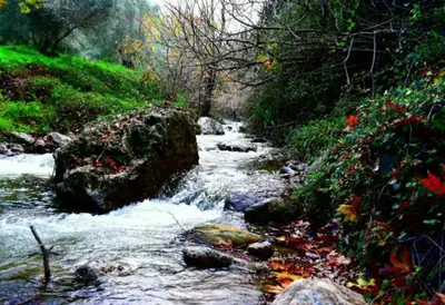 a stream of water with rocks in a forest at Batilas Garden House in Kissamos