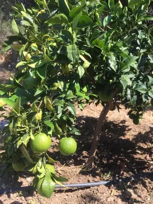 a lime tree in an orchard with green fruit at Villa Christina Anidri in Ánidhroi