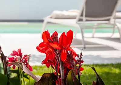 a bunch of red flowers in front of a chair at Epavli Boutique Hotel in Chania Town