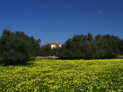 a field of yellow flowers with a house in the background at Manolo s olive farm, apartment with seaview in Chania Town