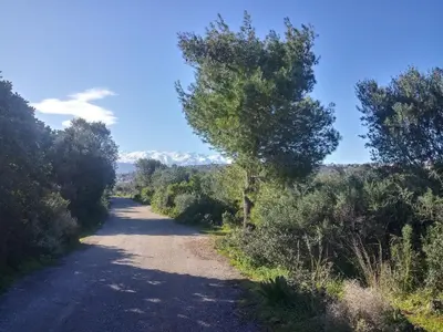 a dirt road with a tree on the side at Manolo s olive farm, apartment with seaview in Chania Town