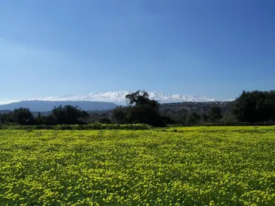 a field of yellow flowers with mountains in the background at Manolo s olive farm, apartment with seaview in Chania Town