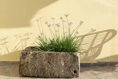 a planter with purple flowers in it with a shadow at Camara Studios in Chania Town
