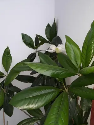 a plant with green leaves and a white flower at Christos Rooms in Palaiochóra