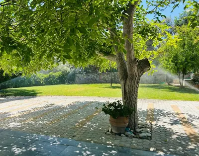 a tree with a pot next to a tree at Chrisi Holiday Home - 500 sqm Private Gardens & Nature View - 300m by the sea in Almirida