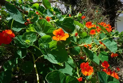 a group of orange and red flowers on a bush at House on the sea near Chania in Galatás