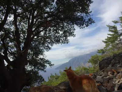 a cat sitting on top of a hill looking at a tree at Gigilos in Agia Roumeli