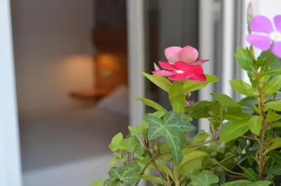 a pink flower on a plant with green leaves at Paraskevi's Apartments in Kissamos