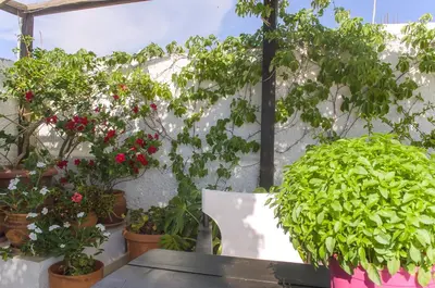 a bunch of potted plants and flowers on a wall at Kalypso Studios & Rooms in Palaiochóra