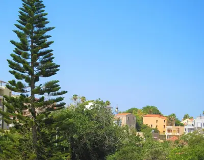 a pine tree in front of a city at Sweet Home Lena Feel like home in Chania Town
