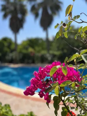 a pink flower in front of a pool at Maros Spitaki in Varípetron