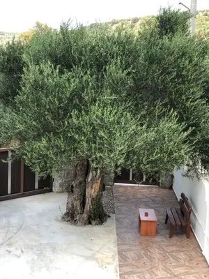 a large tree with two benches and a table at Creta Galini House in Sirílion
