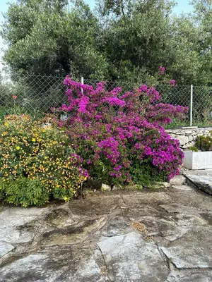 a bunch of flowers in front of a fence at Old stone villa in Apokoronas Villa Nostalgia Kreta in Fílippos