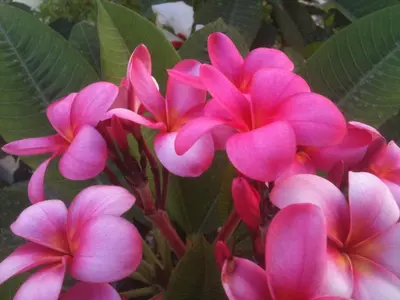 a group of pink flowers with green leaves at Lion-Suites in Kalyves