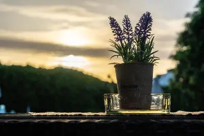 a vase with a plant sitting on a table at Abella Hotel in Agia Marina Nea Kydonias