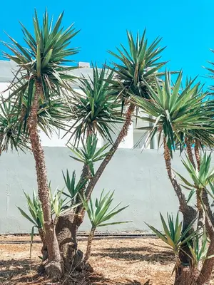 a group of palm trees in front of a wall at Elafonisi Rooms For Rent in Elafonisi
