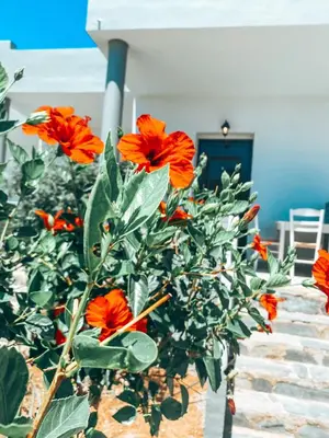 a group of orange flowers in a vase at Elafonisi Rooms For Rent in Elafonisi