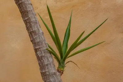 a green plant on the side of a wall at History and Charm in Chania Town
