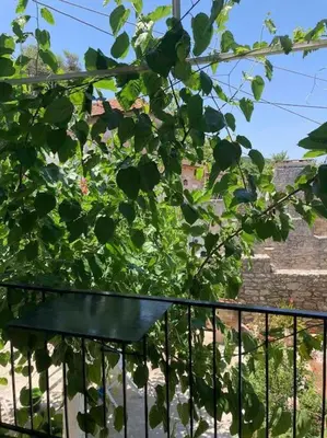 a green plant is growing behind a fence at Sergios Village House in Chania Town