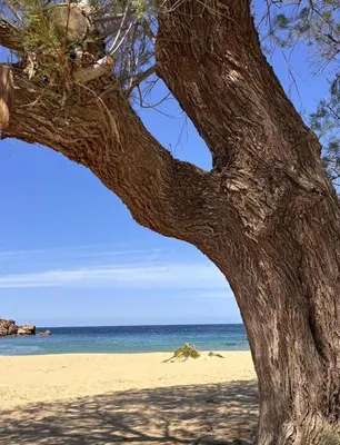 a tree on the beach with the ocean in the background at Menelaos Apartments in Daratso