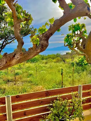 a wooden bench in a field with a tree at Poseidon Apartments in Kissamos