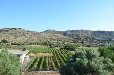 a view of a vineyard with mountains in the background at Xenonas Anopolis 2 in Anopoli Sfakion