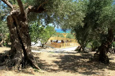 a group of trees with a fence in the background at Village Villa Mimis Drapanias in Drapaniás
