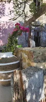 a cat sitting on top of a stone wall at Vryses Crete-Village Vibes in Vryses