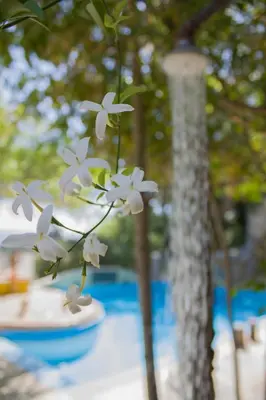 a white flower sitting on top of a table at Malaxiana Houses in Maláxa