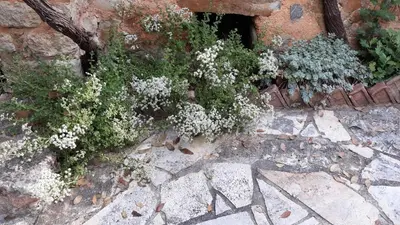 a group of plants on a stone wall at Sarris House in Xirokámbion