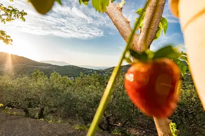 a tomato hanging from a tree with the sun in the background at Rikanthos Stone Sea View Apartment Ι in Falelianá
