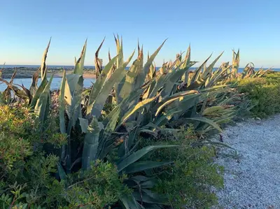 a row of plants on the side of a beach at Grey House in Chorafakia