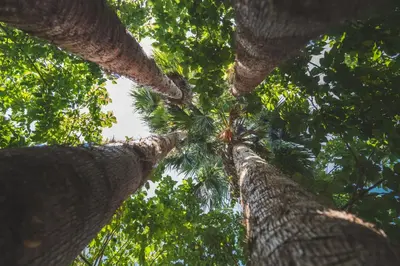 a view of the tops of two palm trees at Kera Studios in Kalyves