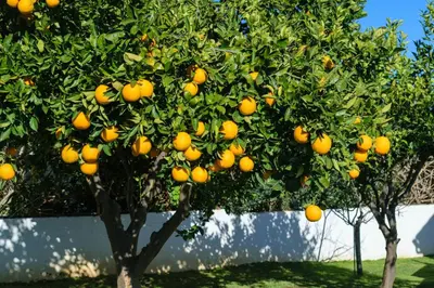 an orange tree with lots of oranges on it at Villa Albion in Kolymvari