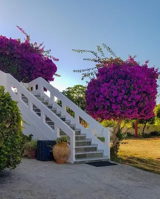 a white staircase with purple flowers next to a tree at Giannis & Maria Gramvousaki Apts in Agia Marina Nea Kydonias