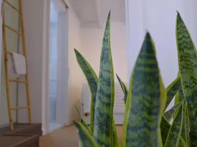 a plant with green leaves in a room at FOS - casa casa group in Chania Town