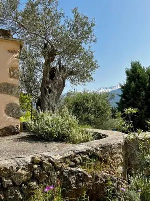 a stone wall with a tree in front of a building at Maison Théia, entre mer et montagne Samonas in Samonás