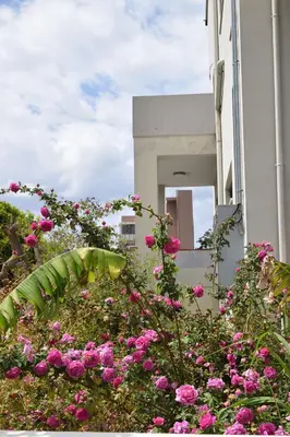 a bunch of pink flowers in front of a building at Fotini 's apartment near the city center. in Chania Town
