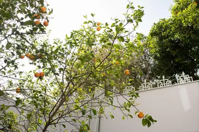 an orange tree in front of a white fence at Casa Blue Dove in Chania Town