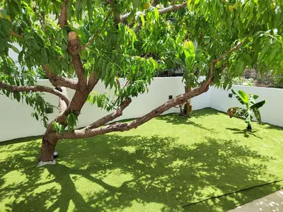 a tree in a yard with green grass at Callisto in Chania Town