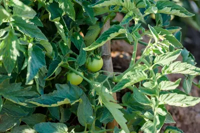 a bunch of green tomatoes growing on a tree at Ktima Abella ✩ Organic Garden ✩ Absolute Privacy in Élos