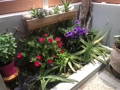 a garden with flowers and plants in a window at Summer mood in Chania Town