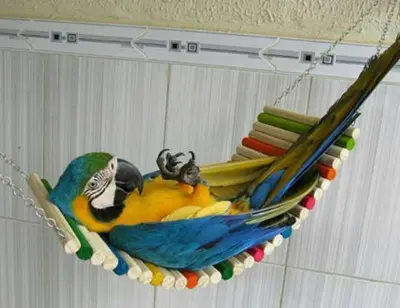 a colorful parrot is sitting in a hammock at Hippie City Hostel in Chania Town