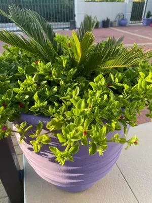 a purple vase filled with green plants on a table at Villa Artemis A&B in Chania Town